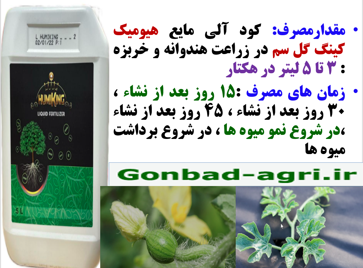 تقویت فعالیت و گسترش ریشه ها با اصلاح خاک توسط هیومیک کینگ گل سم – قسمت دوم 440