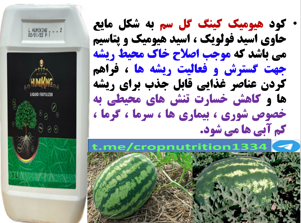تقویت فعالیت و گسترش ریشه ها با اصلاح خاک توسط هیومیک کینگ گل سم – قسمت سوم 439