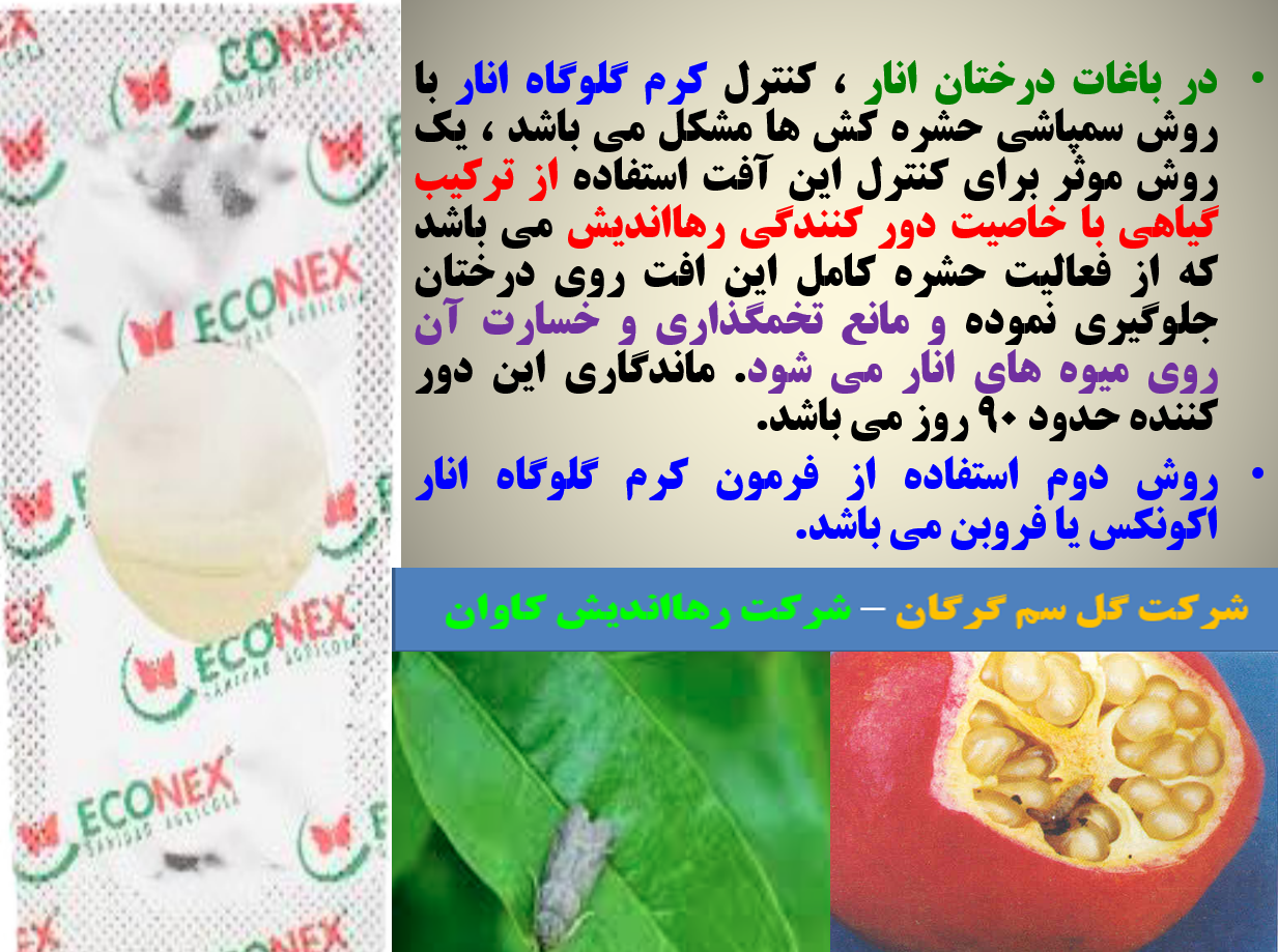 ترکیب گیاهی رهااندیش به عنوان دور کننده پروانه برای جلوگیری از خسارت کرم گلوگاه انار - قسمت اول 432
