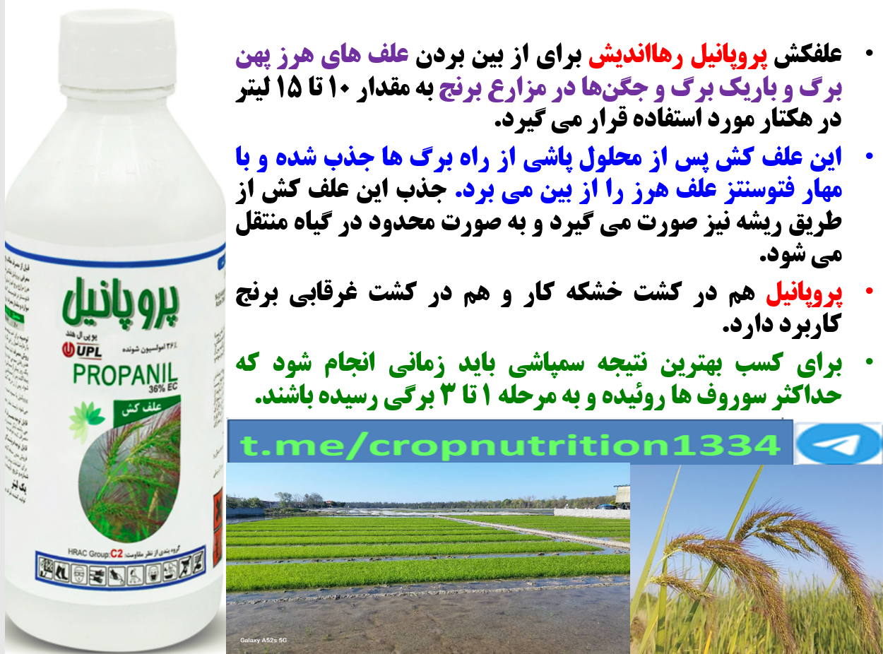 علفکش پروپانیل رهااندیش برای کنترل علف های هرز در خزانه و زراعت خشکه کاری برنج – قسمت سوم 412