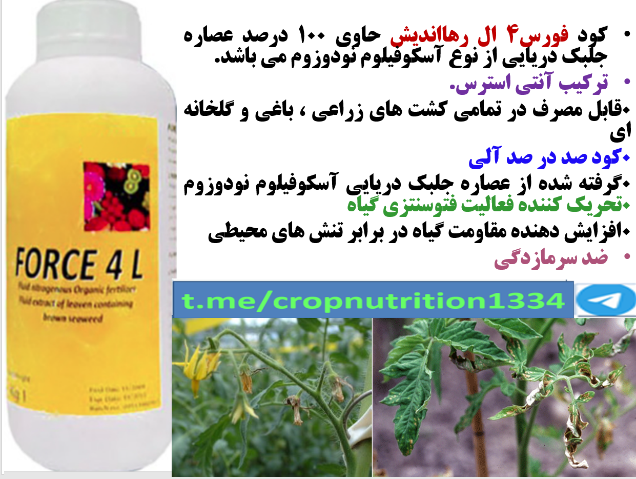 کود آلی فورس ۴ ال رهااندیش برای افزایش توان مقاومت بوته های گوجه فرنگی و میوه دهی – قسمت سوم 415