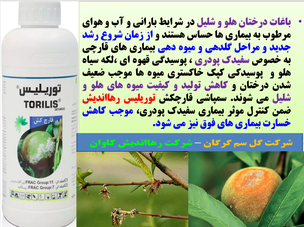 کنترل بیماری های قارچی گل و میوه درختان هلو و شلیل با قارچکش توریلیس رهااندیش - قسمت اول 399
