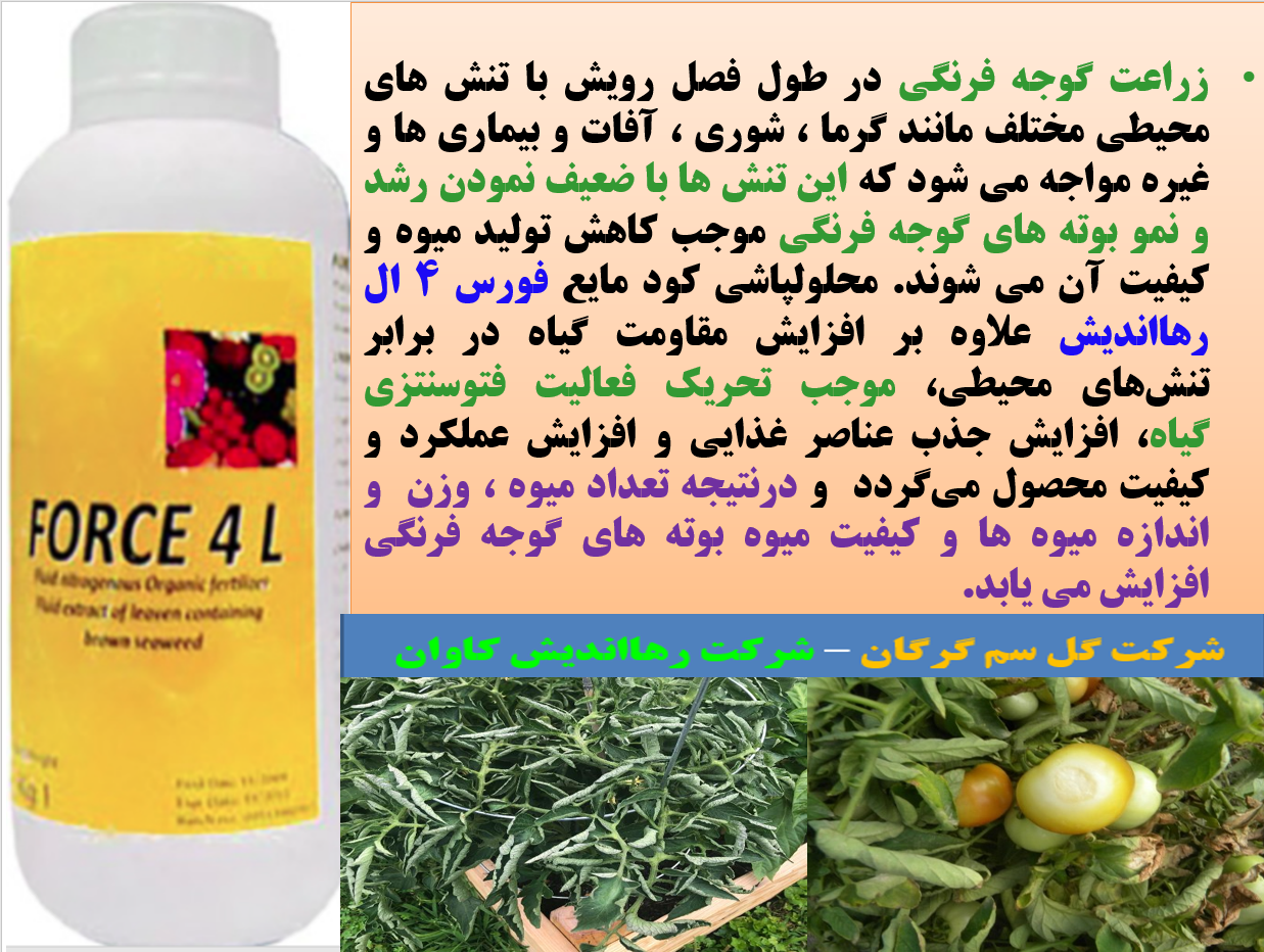 کود آلی فورس ۴ ال رهااندیش برای افزایش توان مقاومت بوته های گوجه فرنگی و میوه دهی - قسمت اول 417