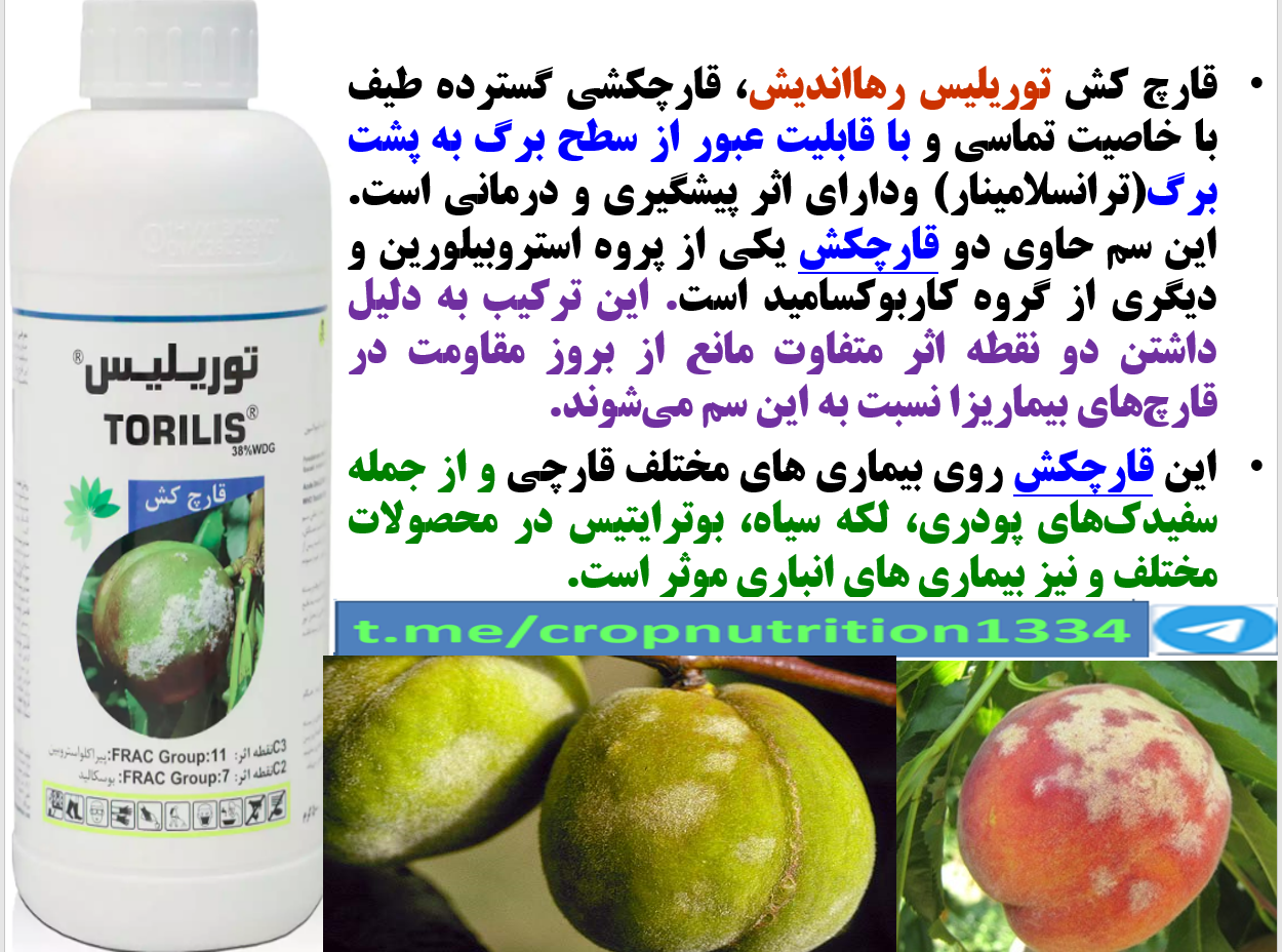 کنترل بیماری های قارچی گل و میوه درختان هلو و شلیل با قارچکش توریلیس رهااندیش – قسمت سوم 397