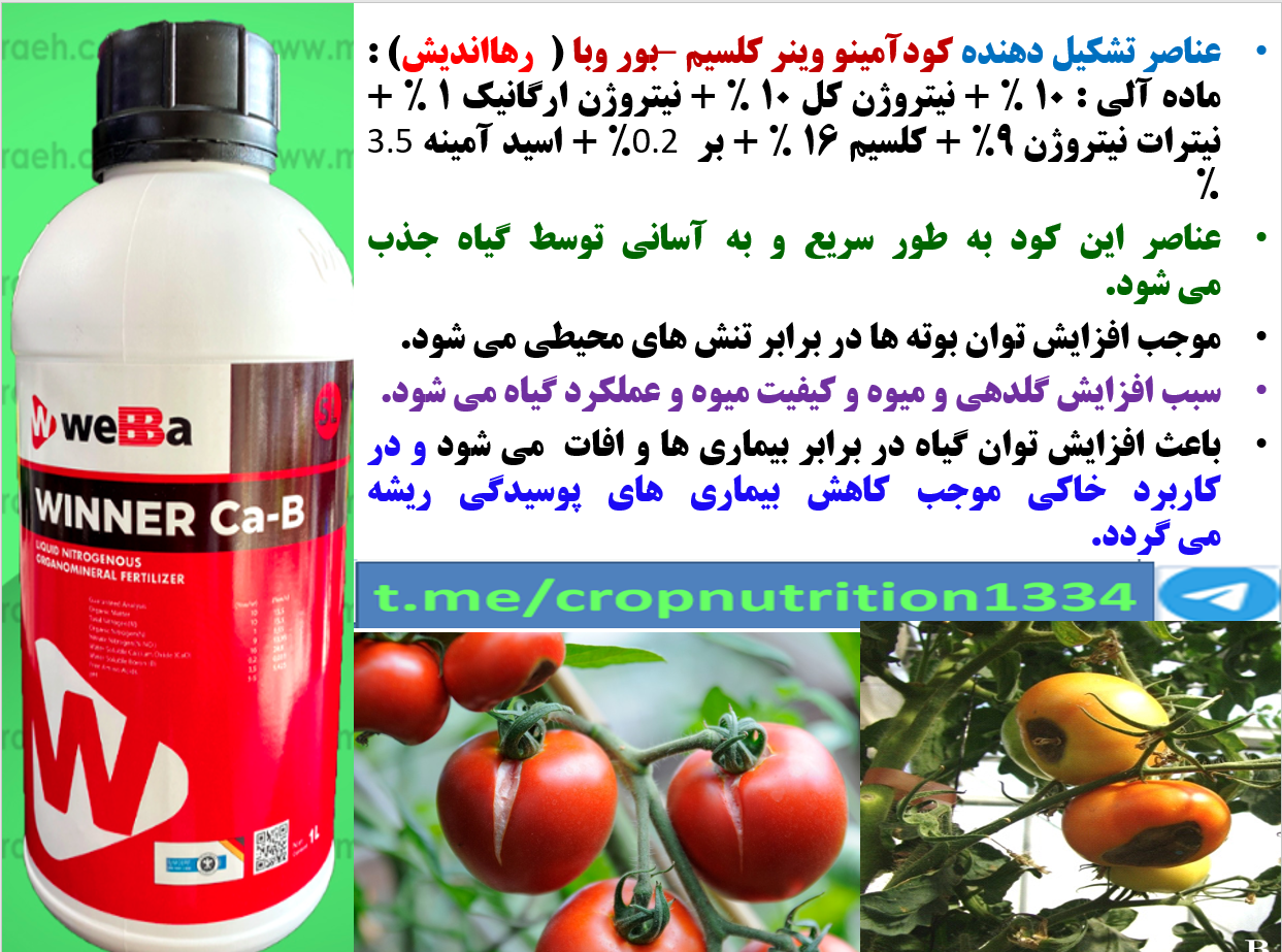 مصرف کود وینر کلسیم -بر وبا ترکیه( رهااندیش) برای تقویت بوته های گوجه فرنگی و افزایش تولید آن – قسمت سوم 403