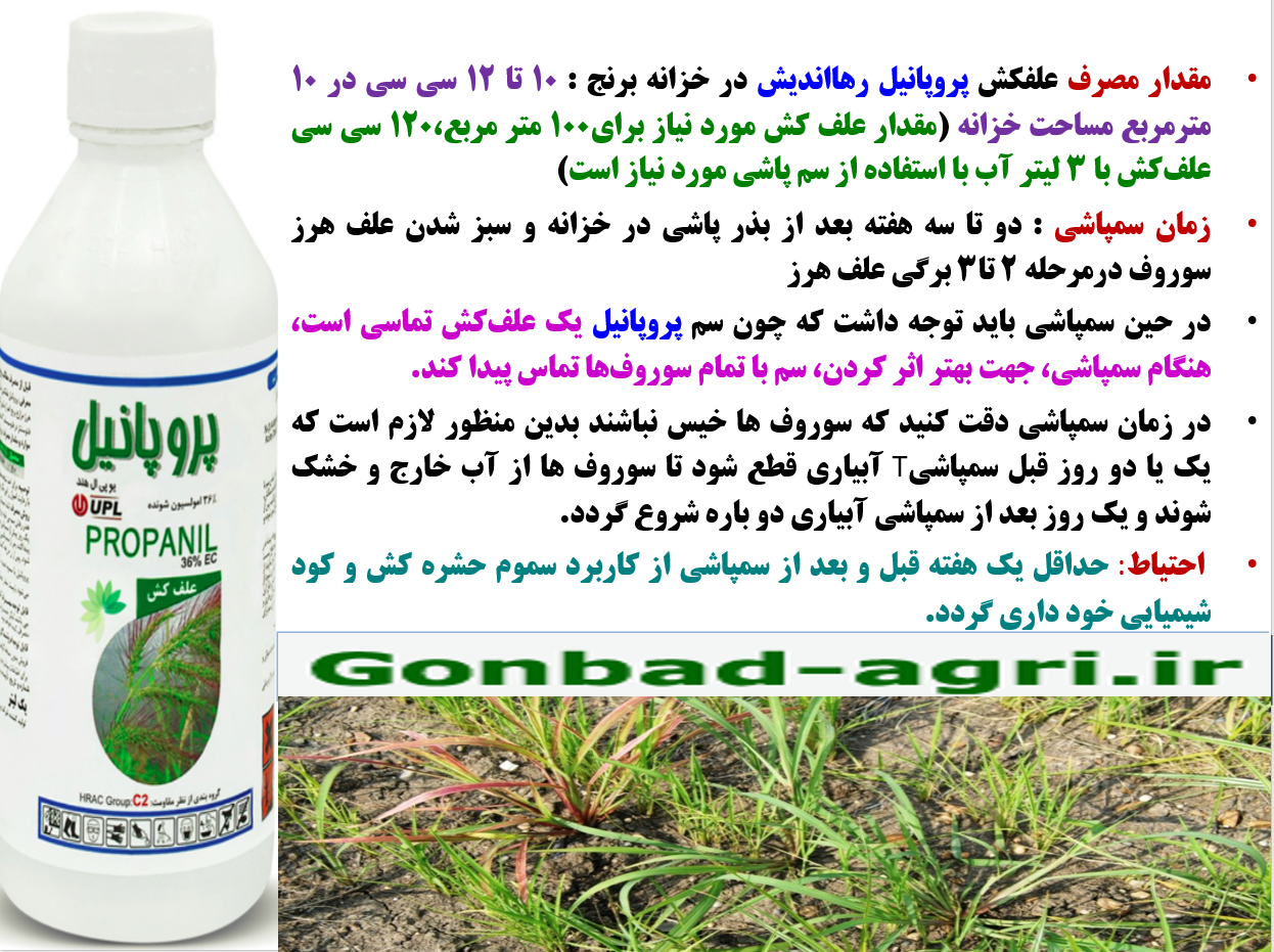 علفکش پروپانیل رهااندیش برای کنترل علف های هرز در خزانه و زراعت خشکه کاری برنج – قسمت دوم 413