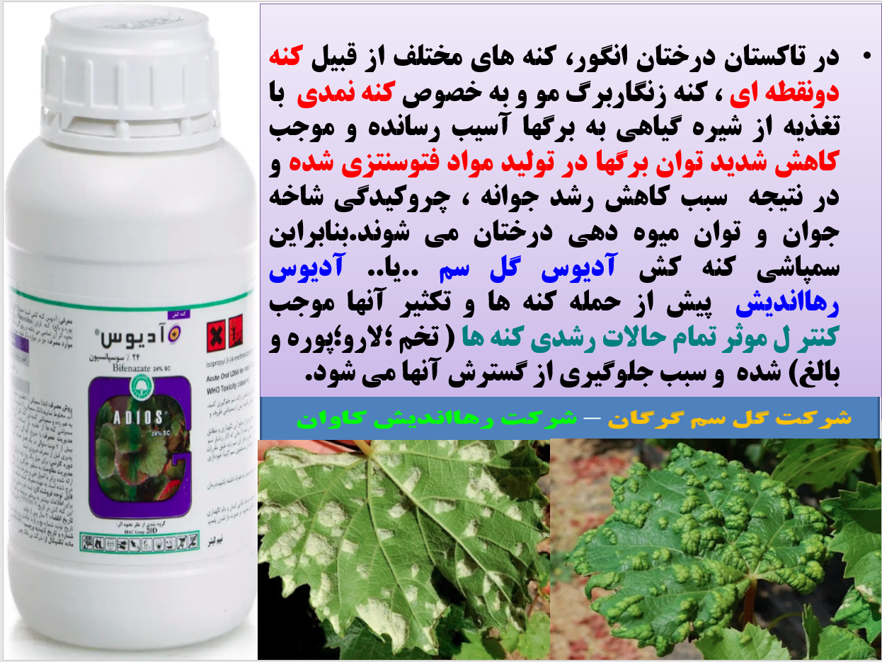 کنه کش ادیوس گل سم برای کنترل کنه های درخت انگور به خصوص کنه نمدی - قسمت اول 420