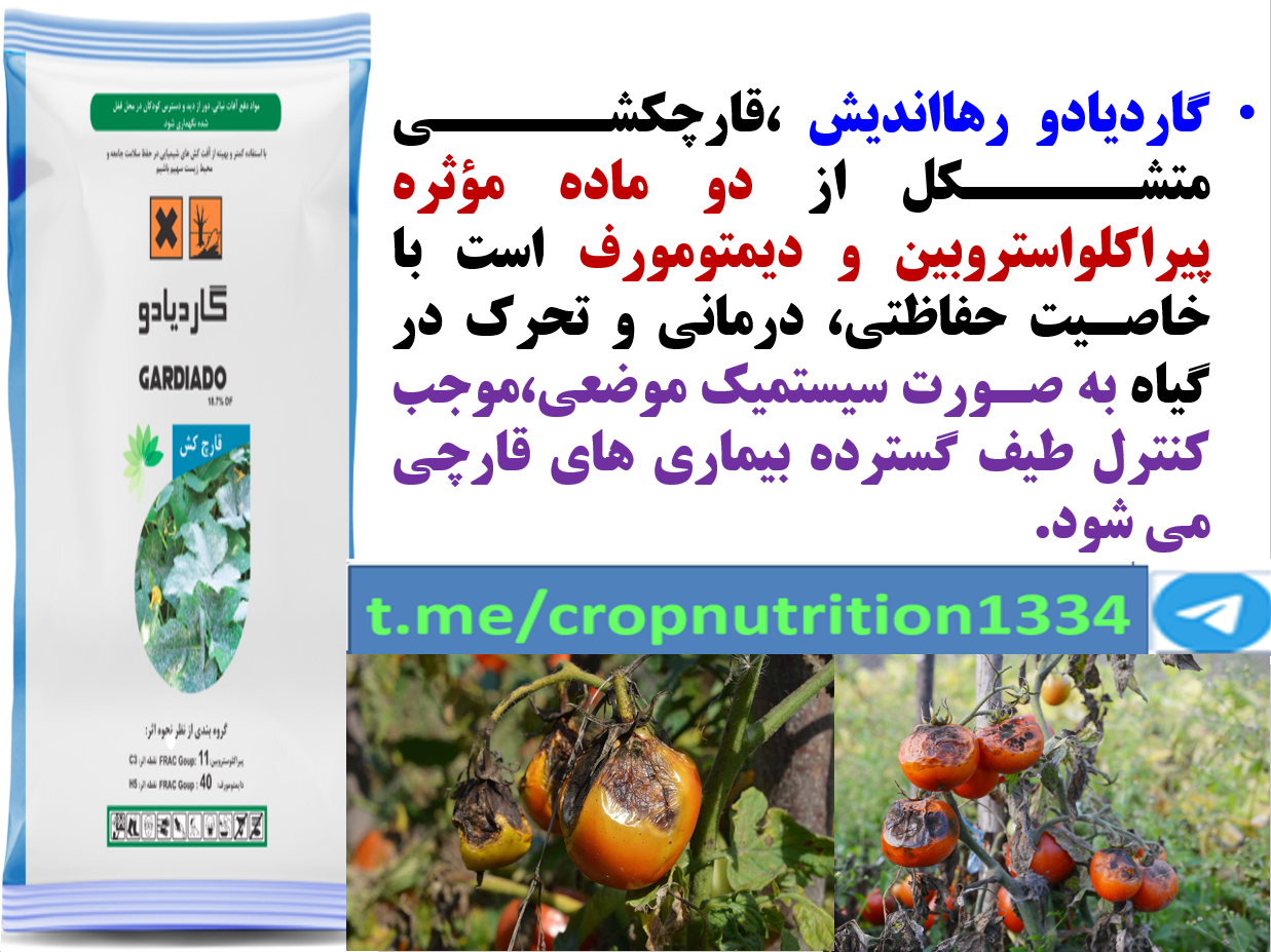 کنترل بیماری های گوجه فرنگی با قارچکش گاردیادو رهااندیش – قسمت سوم 400
