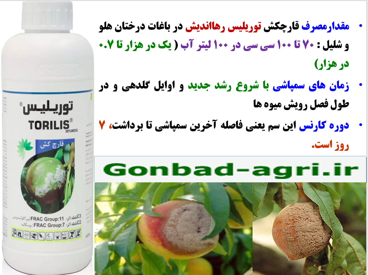 کنترل بیماری های قارچی گل و میوه درختان هلو و شلیل با قارچکش توریلیس رهااندیش – قسمت دوم 398