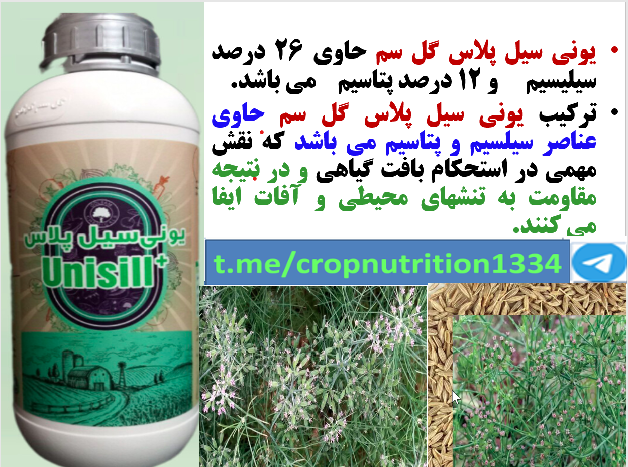 کود مایع یونی سیل پلاس گل سم موجب افزایش توان بوته های زیره سبز – قسمت سوم 421