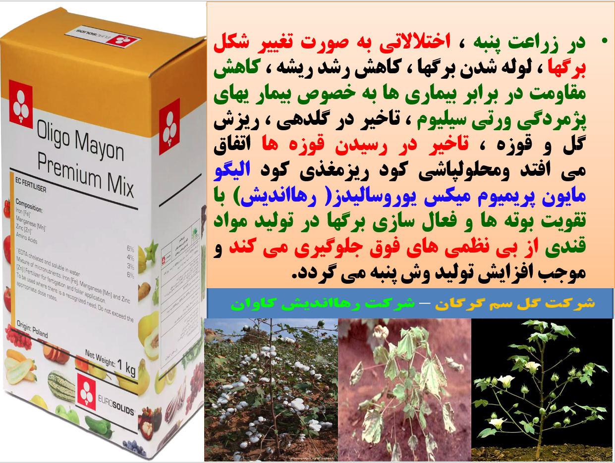 کاربرد کود ریزمغذی الیگو مایون پریمیوم میکس رهااندیش برای افزایش تولید در زراعت پنبه - قسمت اول 375