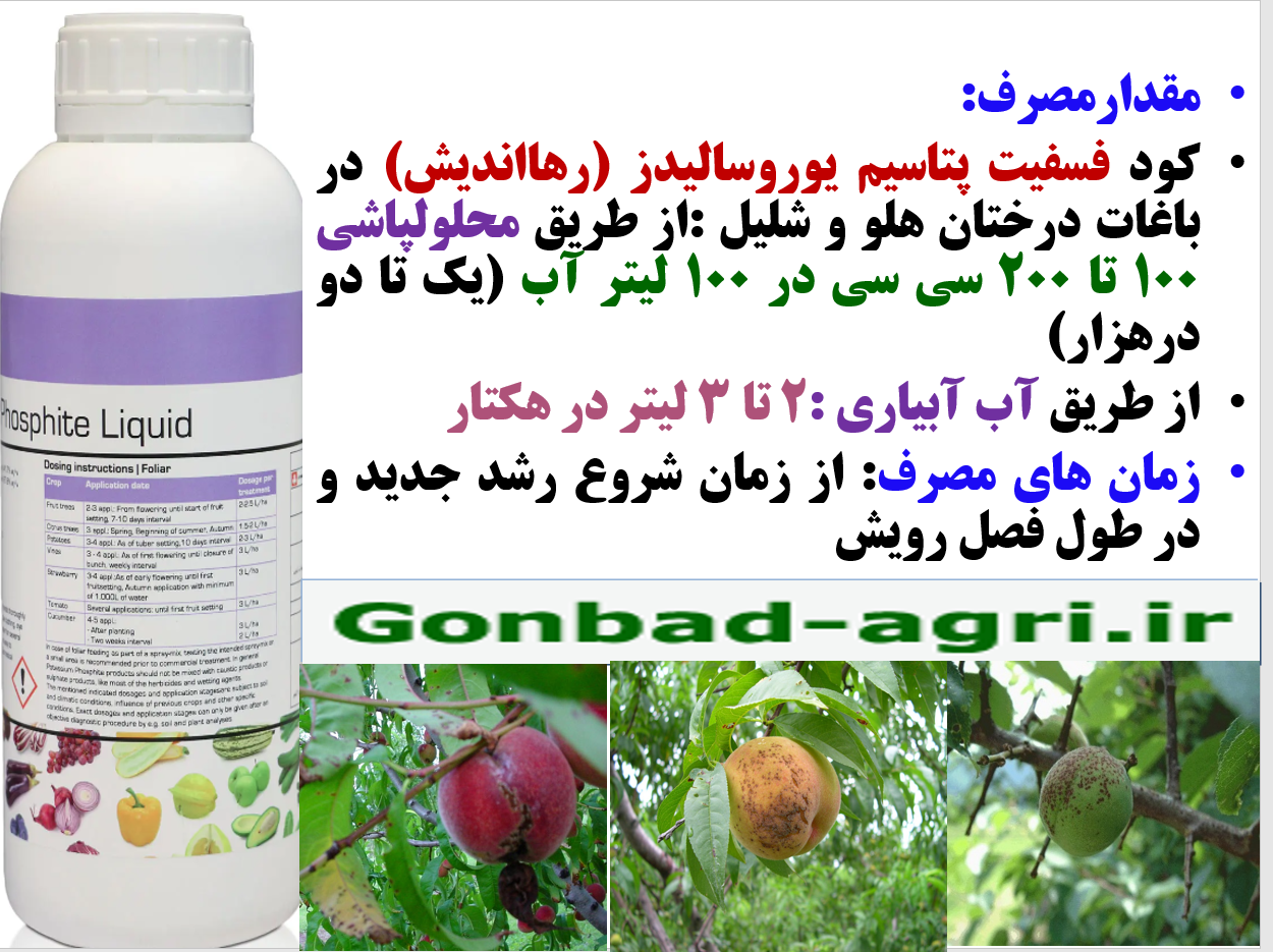 افزایش عمر باردهی درختان هلو و شلیل - قسمت دوم 371