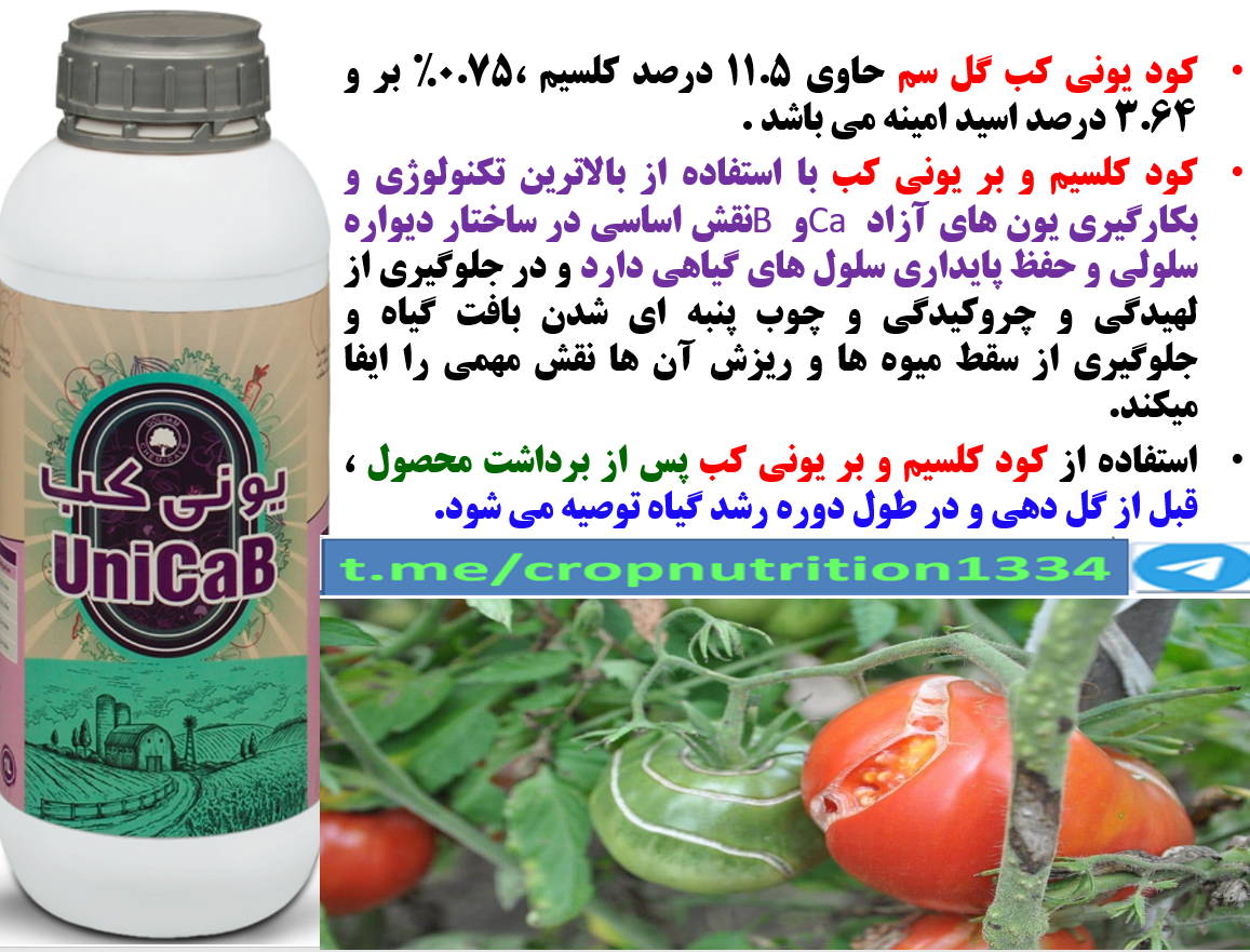 تاثیر کود یونی کب گل سم روی افزایش تولید و کیفیت میوه گوجه فرنگی- قسمت سوم 367