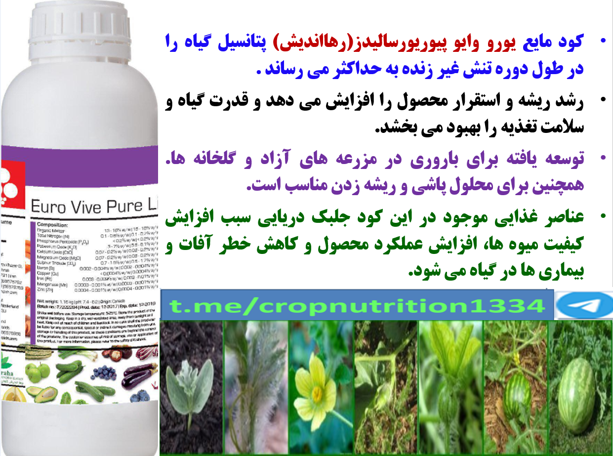 تاثیر کود آلی یورو وایو پیور رهااندیش در افزایش تولید هندوانه و خربزه -قسمت سوم 382