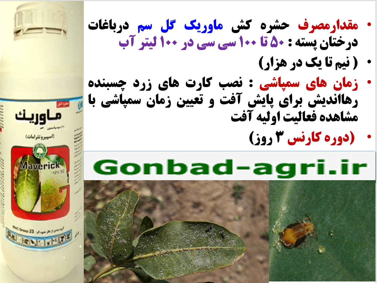 حشره کش ماوریک گل سم برای کنترل موثر آفات مکنده به خصوص پسیل پسته – قسمت دوم 347
