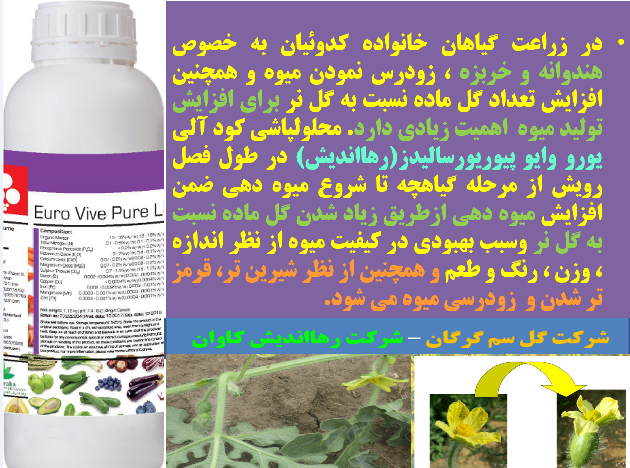 تاثیر کود آلی یورو وایو پیور رهااندیش در افزایش تولید هندوانه و خربزه -قسمت اول 384