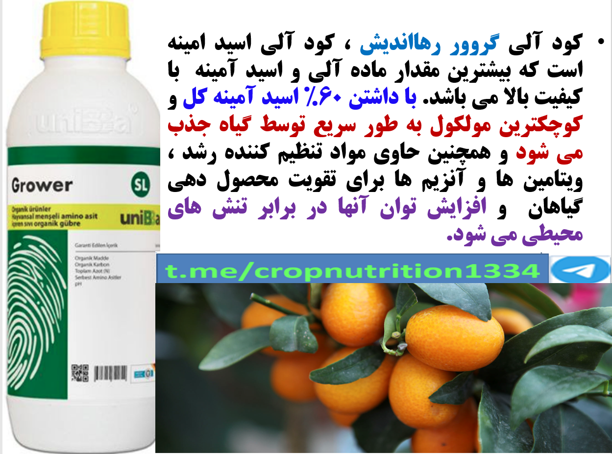 تاثیر مصرف کود آلی گروور رهااندیش در افزایش تولید و کیفیت میوه درختان مرکبات- قسمت سوم 379