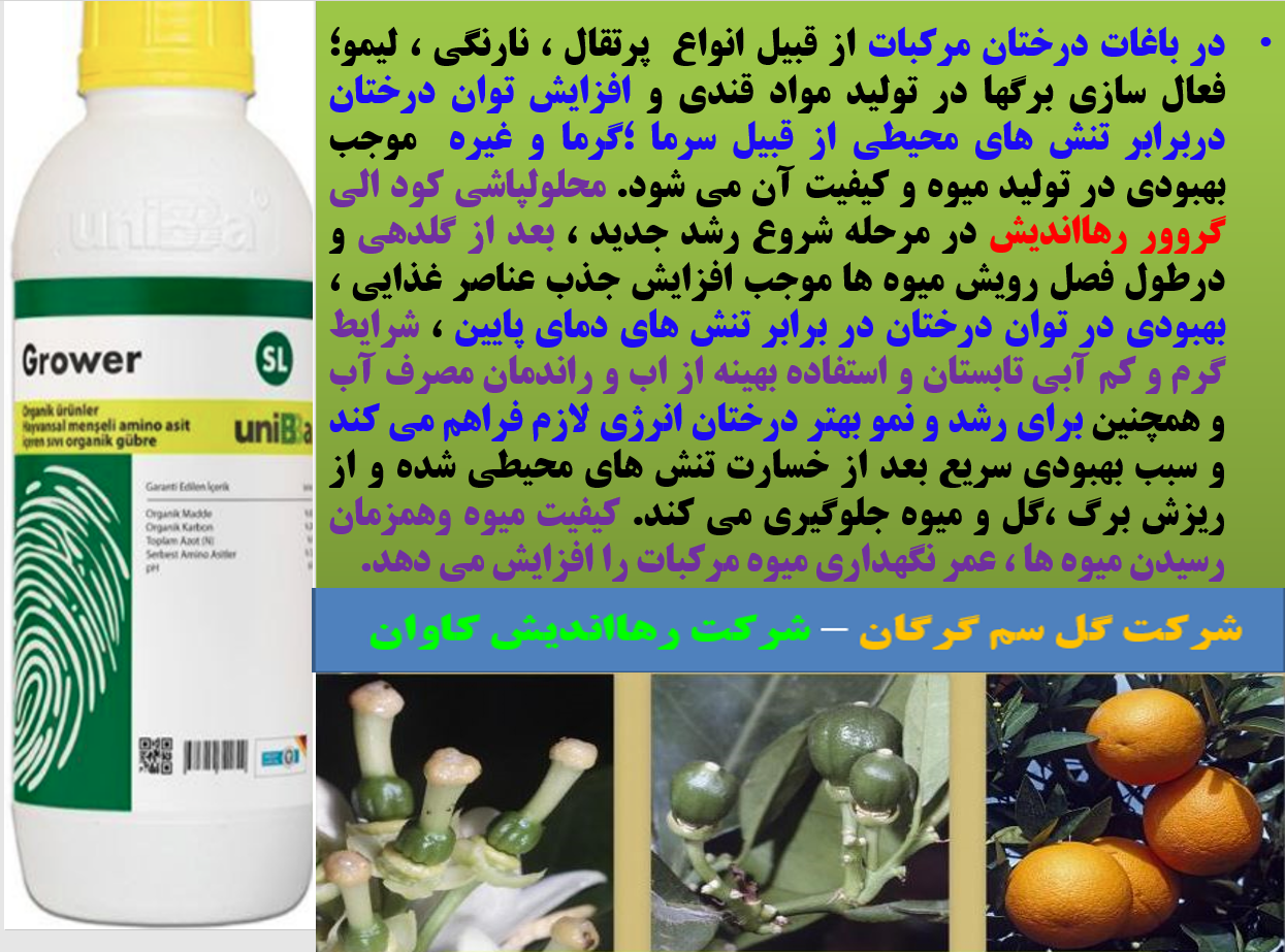 تاثیر مصرف کود آلی گروور رهااندیش در افزایش تولید و کیفیت میوه درختان مرکبات- قسمت اول 381