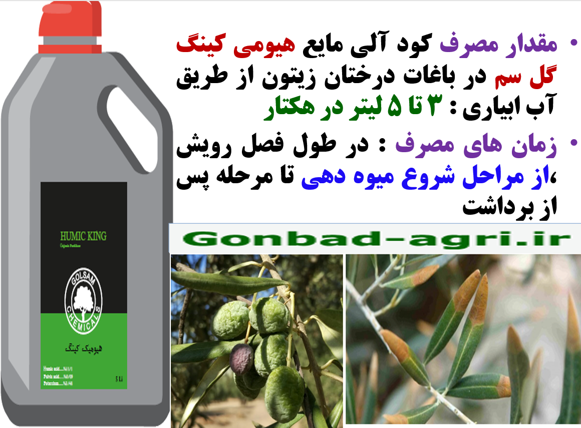 افزایش عمر میوه دهی درختان زیتون با کود الی هیومی کینگ گل سم – قسمت دوم 311
