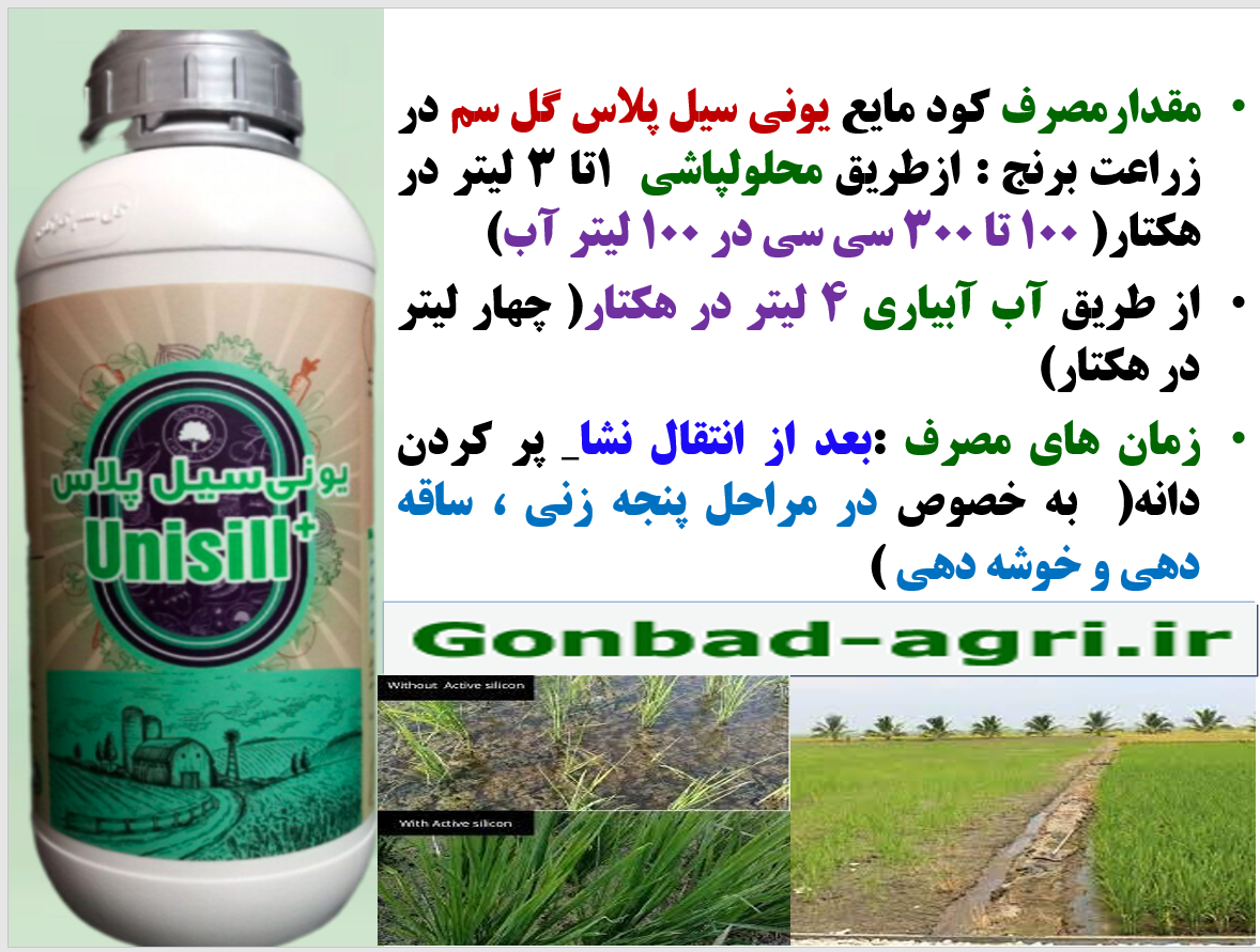 کود یونی سیل پلاس گل سم برای افزایش توان بوته های برنج در برابر تنش های محیطی – قسمت دوم 317