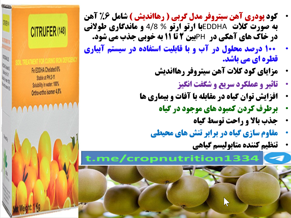 افزایش تولید و کیفیت میوه درختان کیوی با کود سیتروفر رهااندیش- قسمت سوم 340