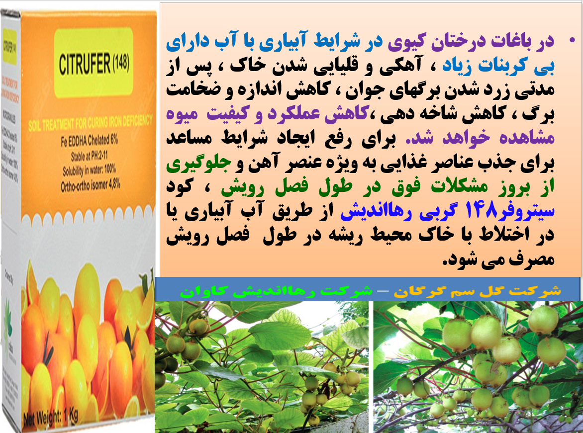 افزایش تولید و کیفیت میوه درختان کیوی با کود سیتروفر رهااندیش- قسمت اول 342