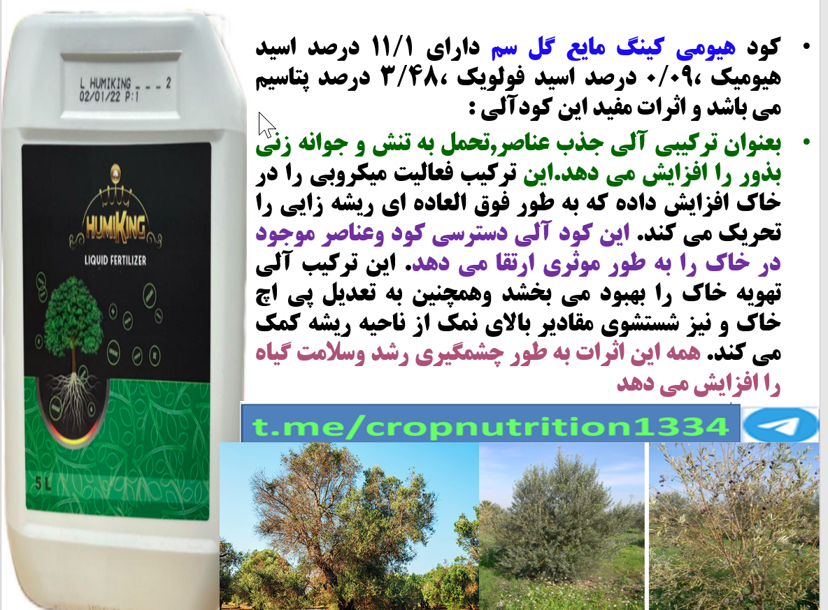 افزایش عمر میوه دهی درختان زیتون با کود الی هیومی کینگ گل سم – قسمت سوم 310