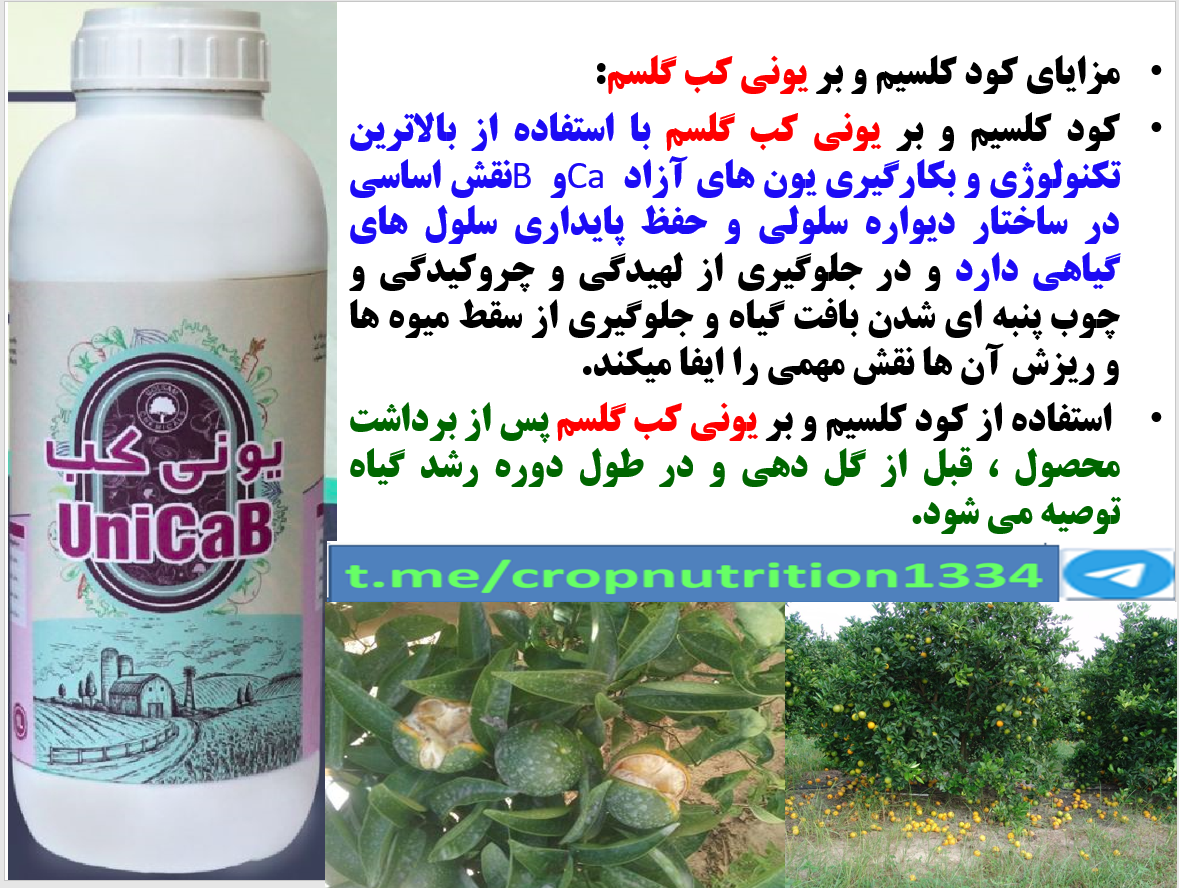کاربرد کود یونی کب گل سم در درختان مرکبات به منظور افزایش کیفیت میوه ها – قسمت سوم 313