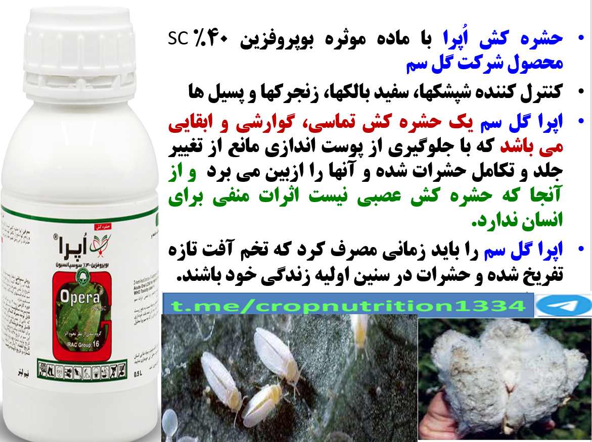 حفظ توان بوته های پنبه در افزایش تولید وش پنبه و کیفیت آن با حشره کش اپرا گل سم – قسمت سوم 319