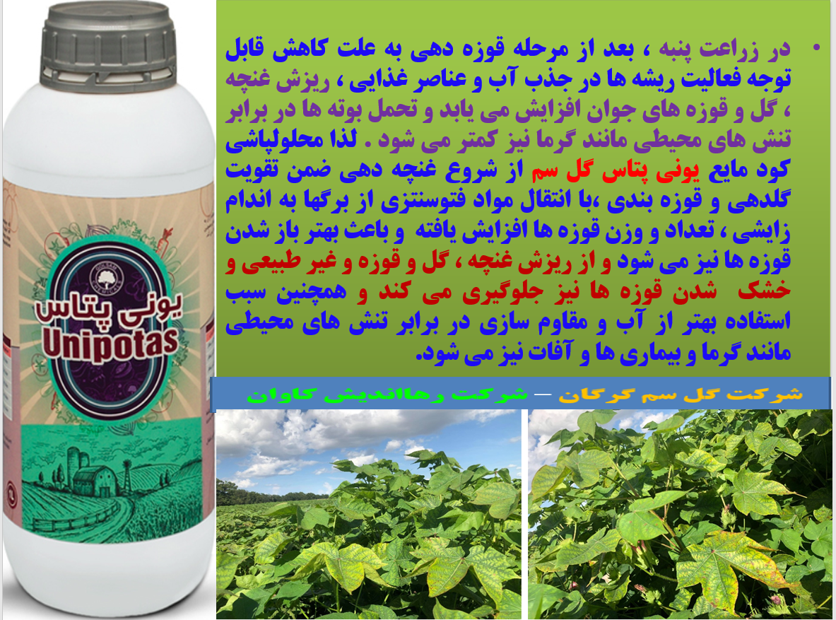 کاربرد کود مایع یونی پتاس گل سم در زراعت پنبه به منظور افزایش تولید وش پنبه - قسمت اول 327