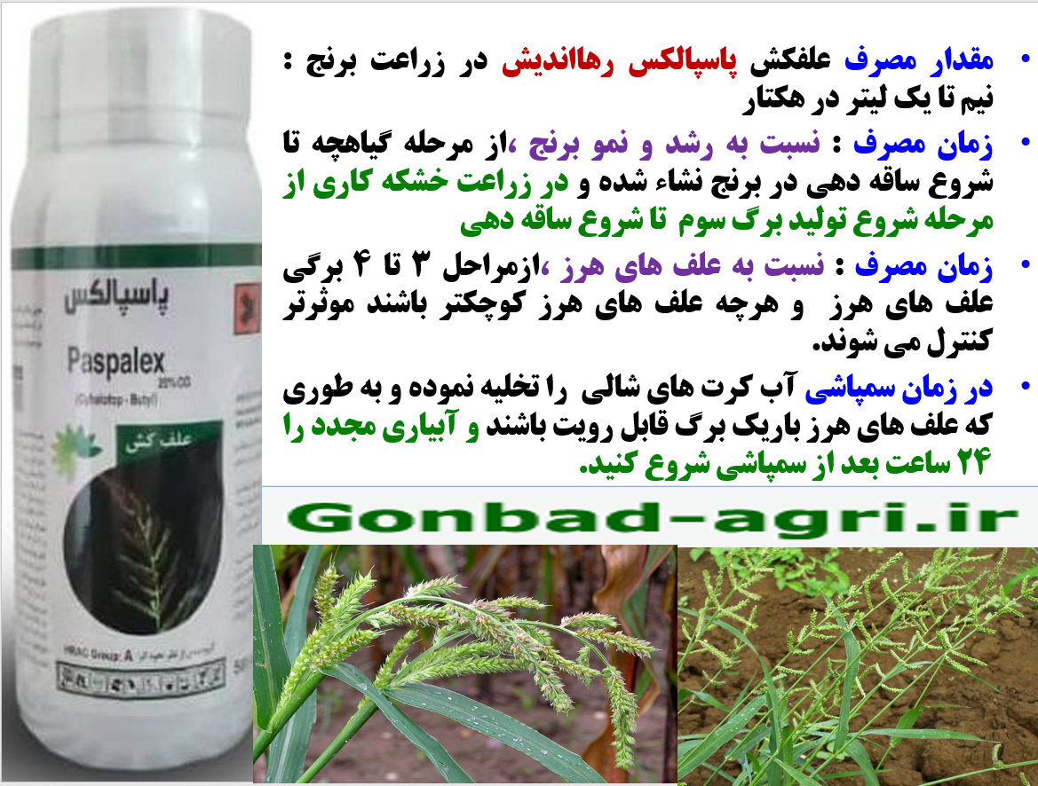 علفکش پاسپالکس برای کنترل علف های هرز گرامینه نازک برگ در زراعت برنج – قسمت دوم 308
