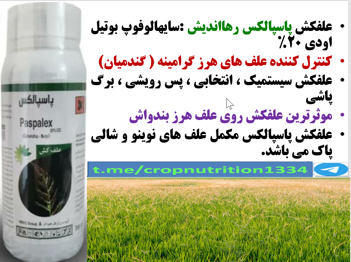 علفکش پاسپالکس برای کنترل علف های هرز گرامینه نازک برگ در زراعت برنج – قسمت سوم 307