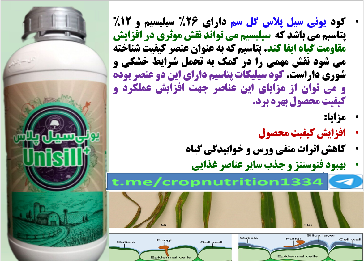 کود یونی سیل پلاس گل سم برای افزایش توان بوته های برنج در برابر تنش های محیطی – قسمت سوم 316