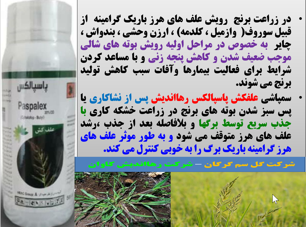 علفکش پاسپالکس برای کنترل علف های هرز گرامینه نازک برگ در زراعت برنج - قسمت اول 309