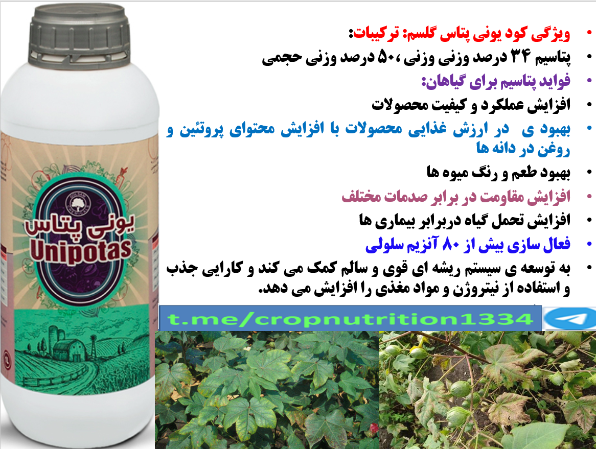 کاربرد کود مایع یونی پتاس گل سم در زراعت پنبه به منظور افزایش تولید وش پنبه – قسمت سوم 325