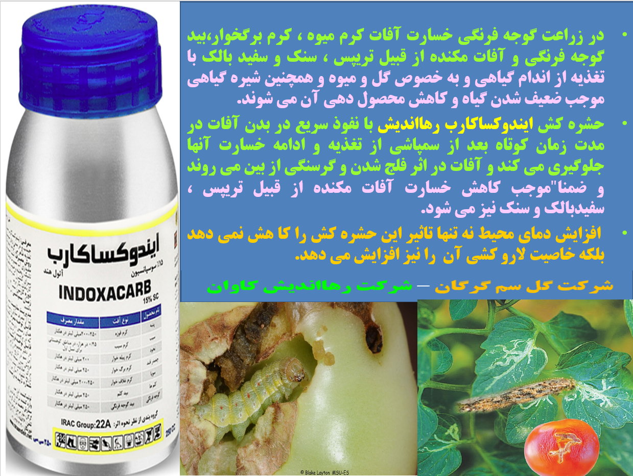 کنترل موثر کرم میوه گوجه فرنگی با حشره کش ایندوکساکارب رهااندیش- قسمت اول 330