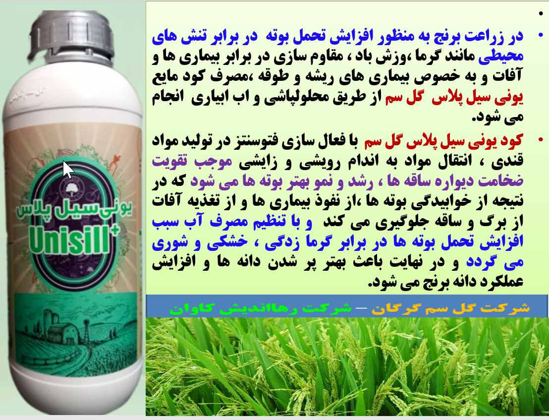 کود مایع یونی سیل پلاس گل سم برای تقویت بوته های برنج در برابر تنش های محیطی - قسمت اول 294
