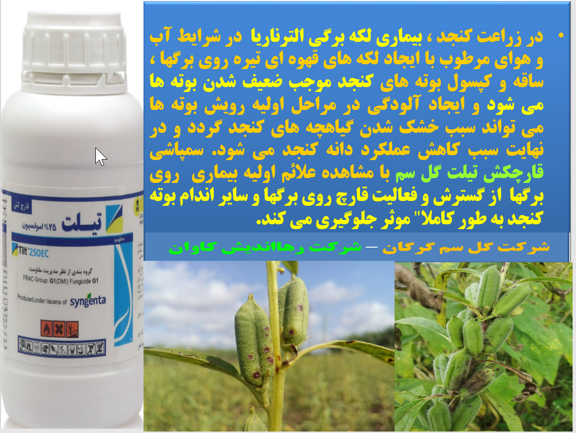 کاربرد قارچکش تیلت گل سم در کنترل بیماری های لکه برگی کنجد - قسمت اول 303