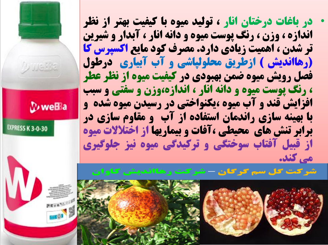 افزایش کیفیت میوه انار با کود مایع اکسپرس کا رهااندیش - قسمت اول 291