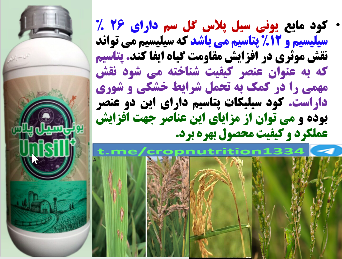 کود مایع یونی سیل پلاس گل سم برای تقویت بوته های برنج در برابر تنش های محیطی – قسمت سوم 292