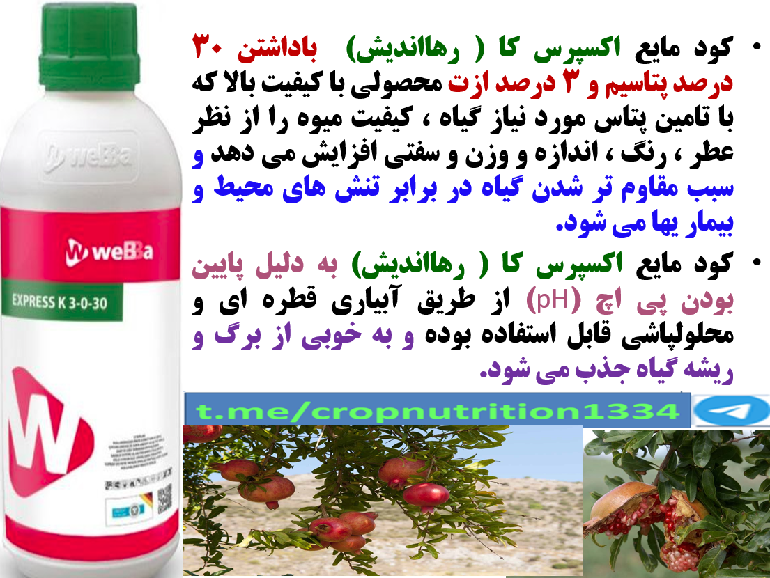 افزایش کیفیت میوه انار با کود مایع اکسپرس کا رهااندیش – قسمت سوم 289