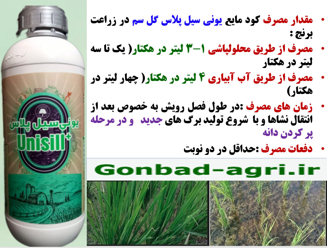 کود مایع یونی سیل پلاس گل سم برای تقویت بوته های برنج در برابر تنش های محیطی – قسمت دوم 293