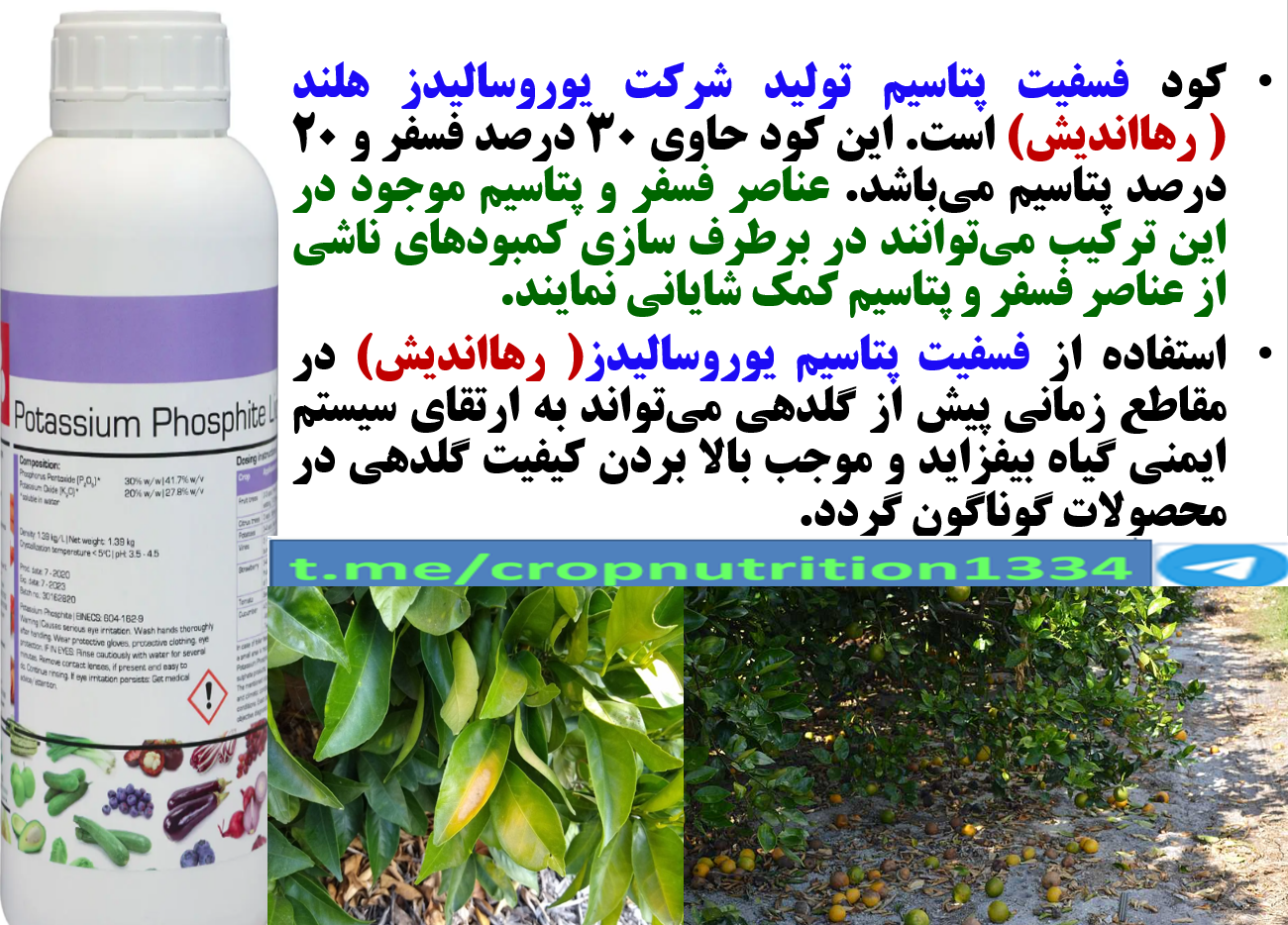 کنترل بیماری های درختان مرکبات و افزایش تولید و کیفیت میوه های آن – قسمت سوم 271