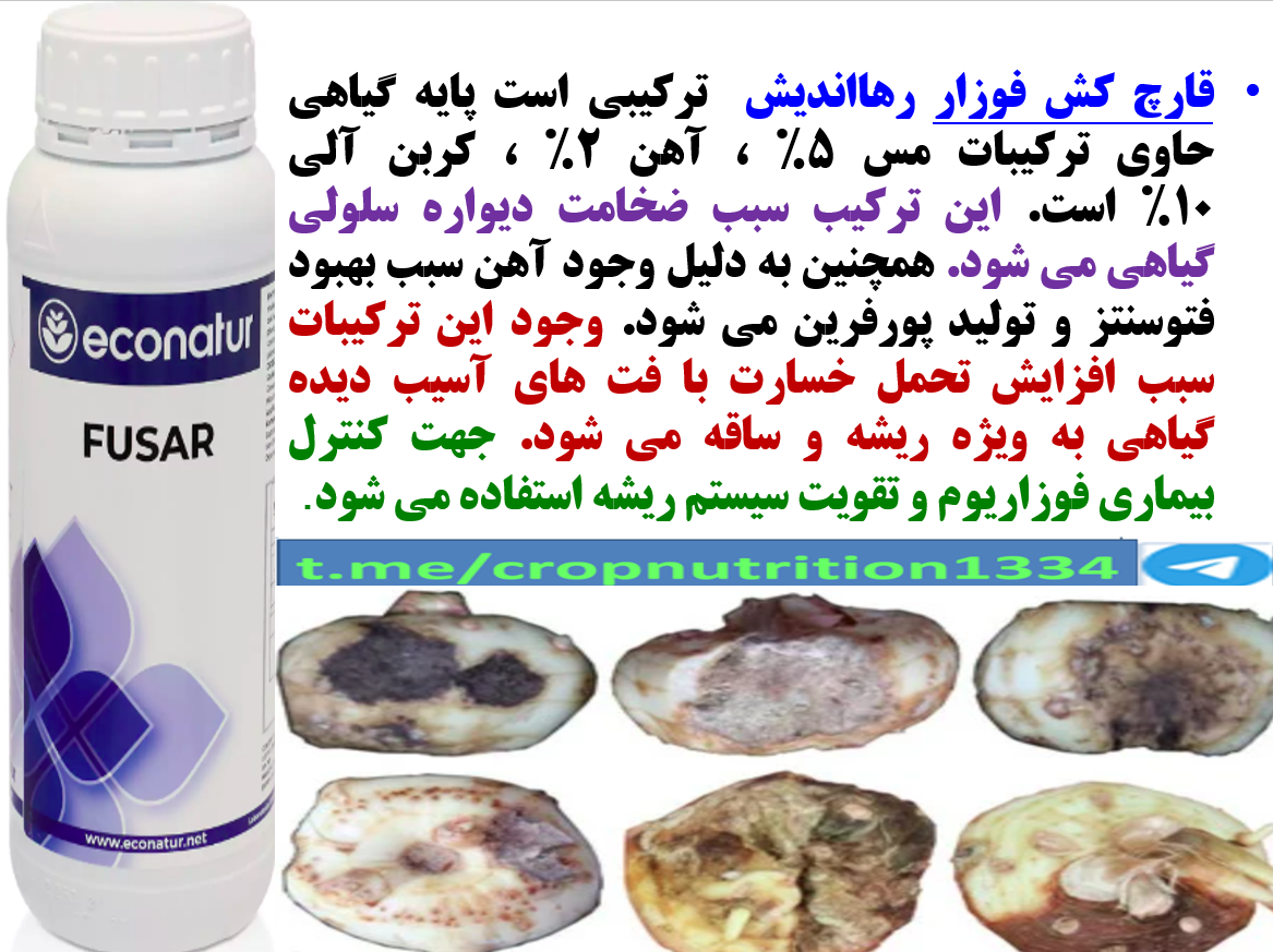 جلوگیری از پوسیدگی پیاز بوته زعفران با قارچکش بیولوژیک فوزار رهااندیش- قسمت سوم 259