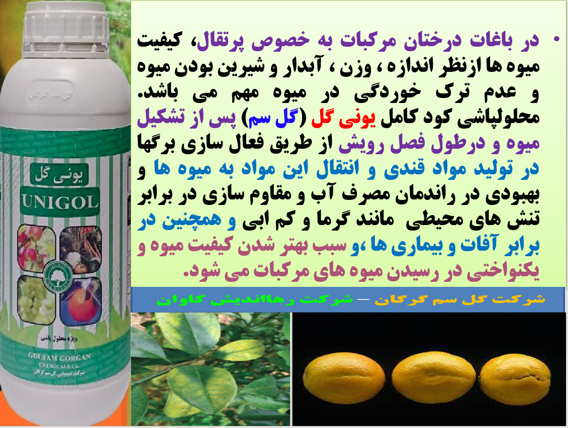 افزایش کیفیت میوه های مرکبات با یونی گل گلسم - قسمت اول 249