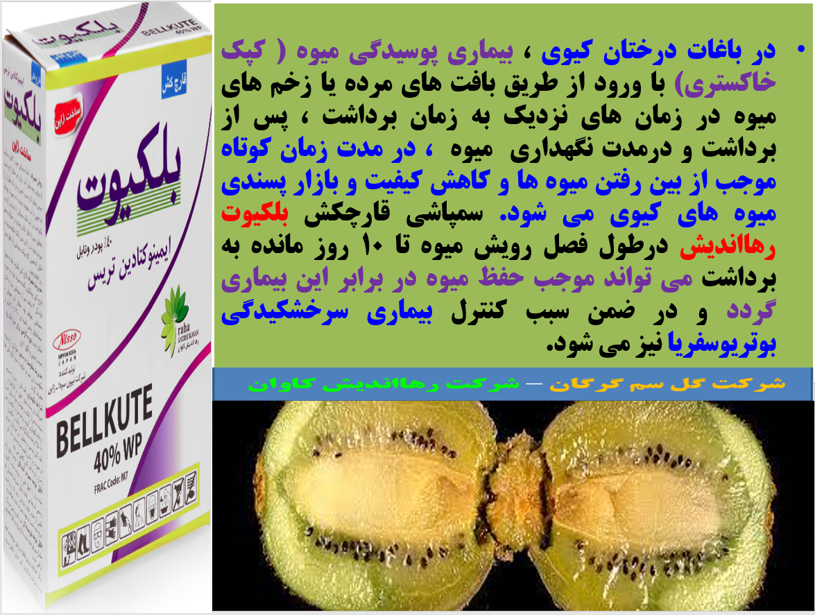 کاربرد قارچکش بلکیوت رهااندیش به منظور کنترل بیماری پوسیدگی میوه کیوی- قسمت اول 270