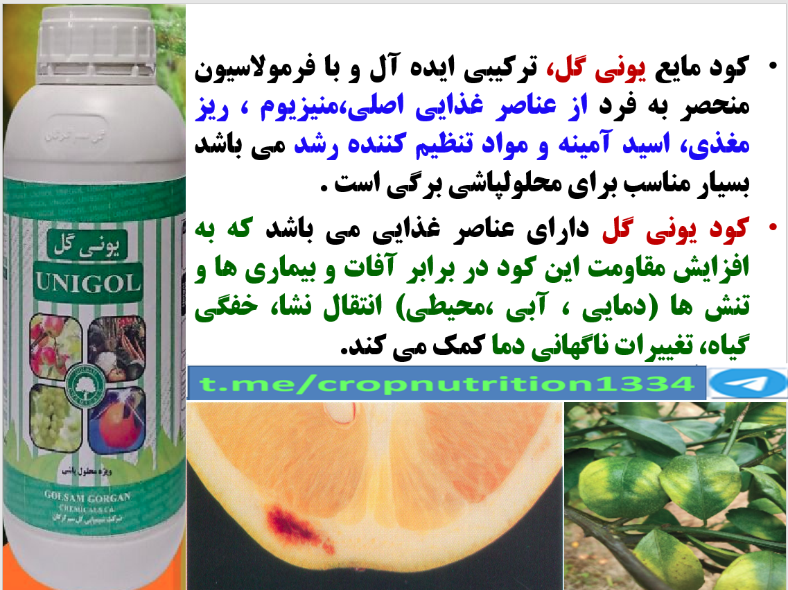 افزایش کیفیت میوه های مرکبات با یونی گل گلسم – قسمت سوم 247