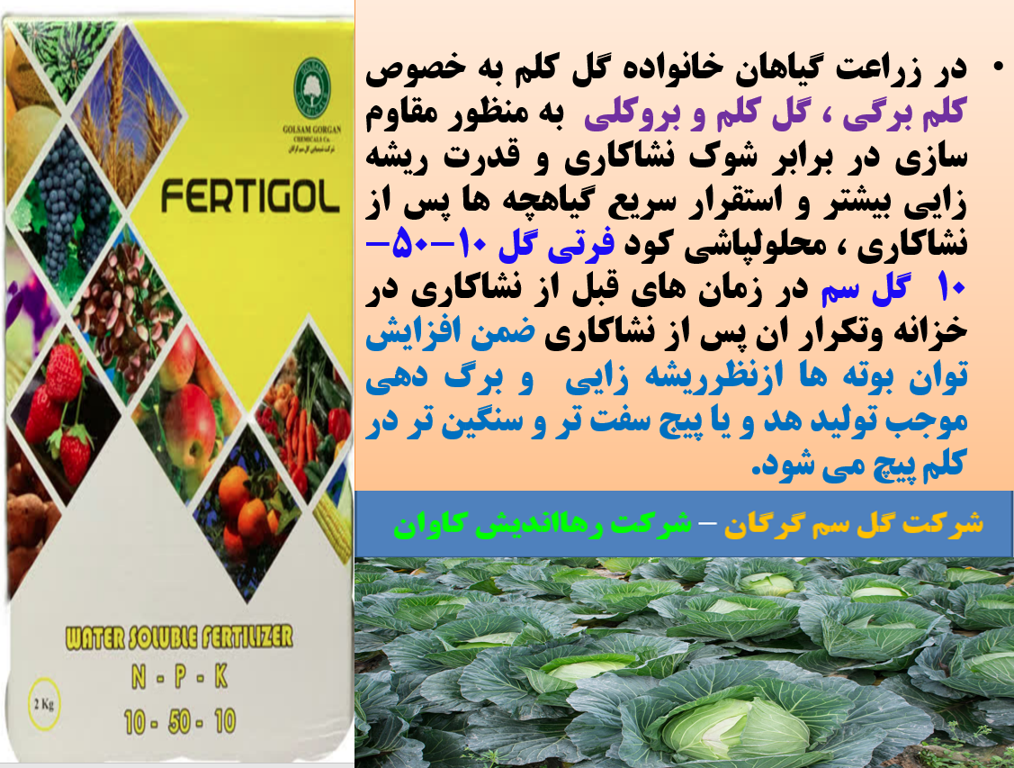 کود فرتی گل ۱۰-۵۰-۱۰ گل سم برای رفع سریع شوک نشا کاری در گیاهان انواع کلم - قسمت اول 255