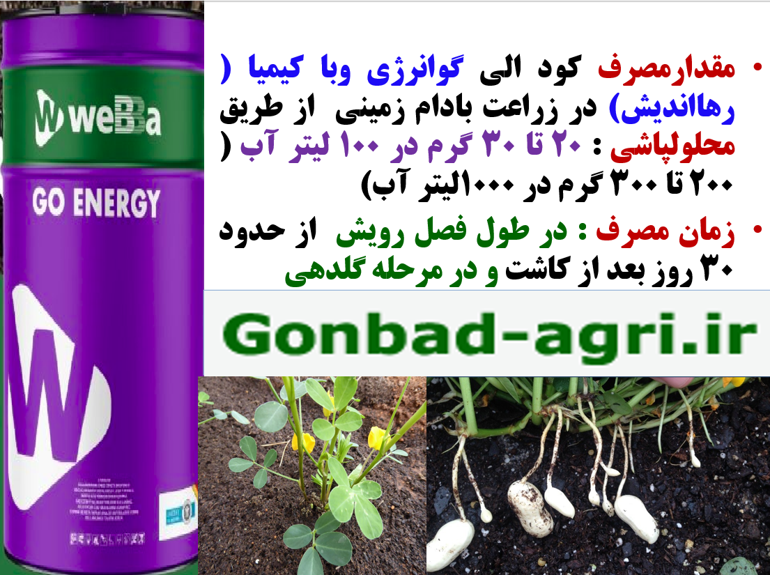 تقویت غلاف بندی و تولید بادام زمینی با کود الی گو انرژی رهااندیش – قسمت دوم 278