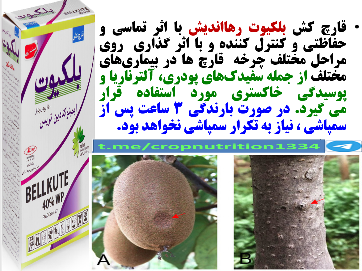 کاربرد قارچکش بلکیوت رهااندیش به منظور کنترل بیماری پوسیدگی میوه کیوی- قسمت سوم 268